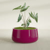 Short Hayden Medium Round Fiberglass Planter - 20 in x 20 in x 10 in - Gloss Eggplant - Gloss Eggplant,20 in x 20 in x 10 in