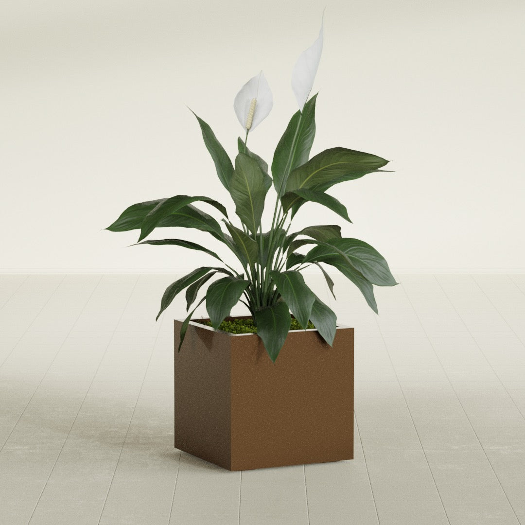 Montroy Medium Cube Square Fiberglass Planter - 20 in x 20 in x 20 in - Metallic Bronze - Metallic Bronze,20 in x 20 in x 20 in