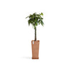 Rotterdam High Medium Square Planter - 12.6 in x 12.6 in x 27.5 in - Planter + Saucer - Terracotta - Terracotta,12.5 in x 12.5 in x 27.5 in,Planter + Saucer