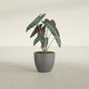 Wannsee Medium Round Fiberglass Planter - 22 in x 22 in x 19 in - Metallic Gunmetal - Metallic Gunmetal,22 in x 22 in x 19 in
