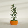 Casablanca Medium Round Low Bowl Fiberglass Planter - 24 in x 24 in x 12 in - Gloss Tangerine - Gloss Tangerine,24 in x 24 in x 12 in