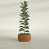 Casablanca Medium Round Low Bowl Fiberglass Planter - 20 in x 20 in x 10 in - Matte Terracotta - Matte Terracotta,20 in x 20 in x 10 in