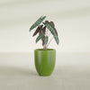 Valencia Small Round Fiberglass Planter - 15 in x 15 in x 18 in - Satin Green - Satin Green,15 in x 15 in x 18 in