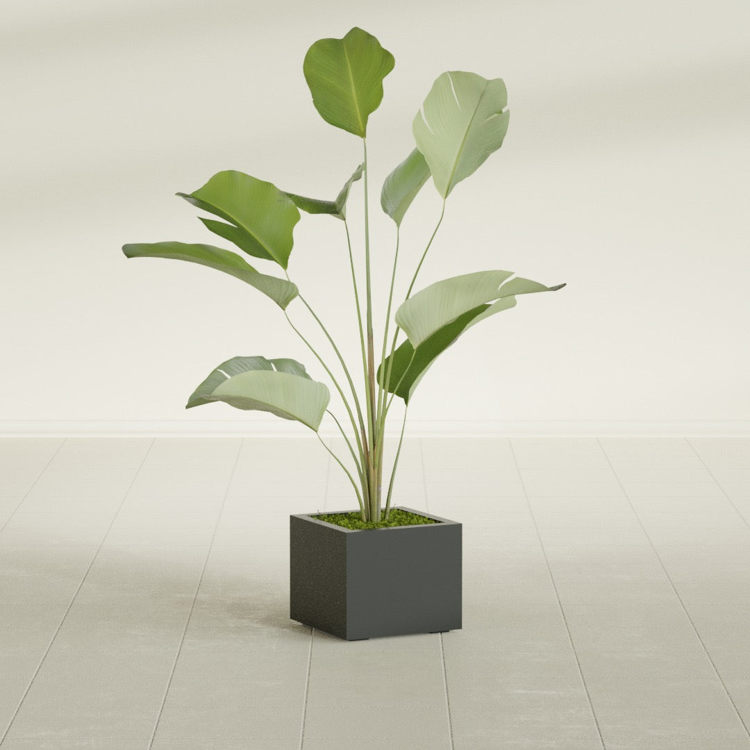 Cuba Small Fiberglass Column Planter - 14 in x 14 in x 12 in - Matte Charcoal - Matte Charcoal,14 in x 14 in x 12 in