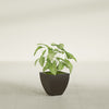 Lima Small Tapered Square Fiberglass Planter - 12 in x 12 in x 12 in - Matte Brown - Matte Brown,12 in x 12 in x 12 in