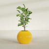 Globe Medium Sphere Fiberglass Planter - 24 in x 24 in x 19 in - Gloss Saffron - Gloss Saffron,24 in x 24 in x 20 in