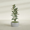 Casablanca Medium Round Low Bowl Fiberglass Planter - 24 in x 24 in x 12 in - Metallic Silver - Metallic Silver,24 in x 24 in x 12 in