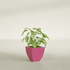 Lima Small Tapered Square Fiberglass Planter - 12 in x 12 in x 12 in - Gloss Pink Violet - Gloss Pink Violet,12 in x 12 in x 12 in