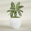 Alzira Large Round Fiberglass Planter - 36 in x 36 in x 34 in - Matte White - Matte White,36 in x 36 in x 34 in
