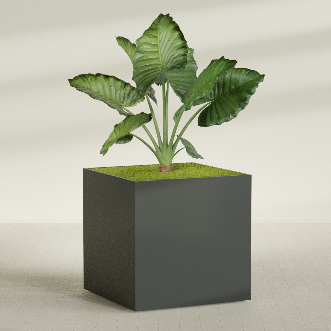 Montroy Extra Large Cube Square Fiberglass Planter - 60 in x 60 in x 60 in - Matte Charcoal - Matte Charcoal,60 in x 60 in x 60 in