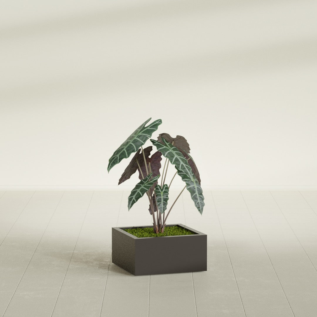 Antwerp Medium Low Rectangle Fiberglass Planter - 24 in x 24 in x 12 in - Matte Brown - Matte Brown,24 in x 24 in x 12 in