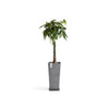 Rotterdam Medium Tall Square Planter - 12.6 in x 12.6 in x 27.5 in - Planter + Saucer - Grey - Grey,12.5 in x 12.5 in x 27.5 in,Planter + Saucer
