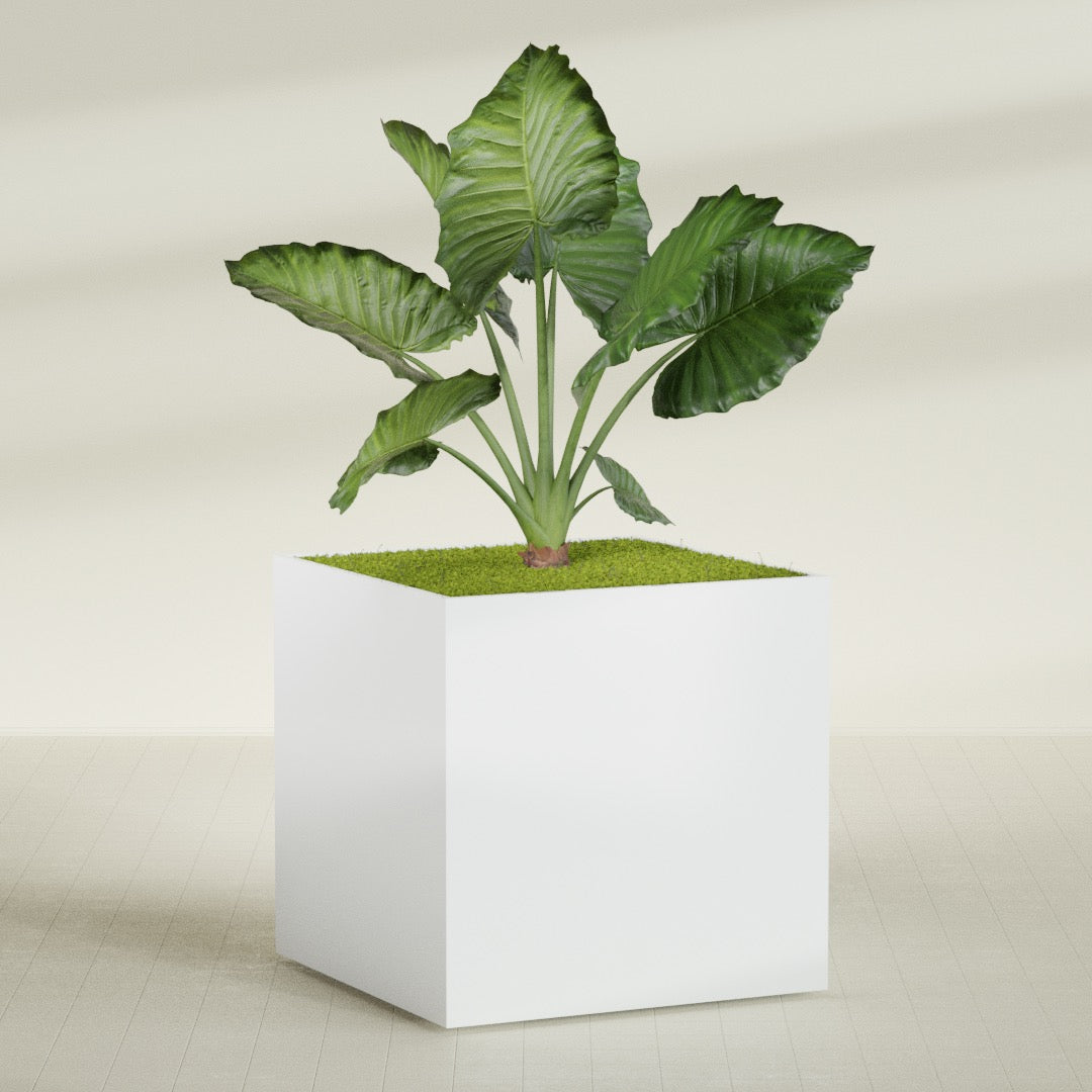 Montroy Extra Large Cube Square Fiberglass Planter - 60 in x 60 in x 60 in - Matte White - Matte White,60 in x 60 in x 60 in