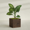 Asheville - 20in x 20in x 20in - Dark Oak - Dark Oak