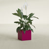Montroy Small Cube Square Fiberglass Planter - 16 in x 16 in x 16 in - Gloss Eggplant - Gloss Eggplant,16 in x 16 in x 16 in
