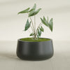 Short Hayden Medium Round Fiberglass Planter - 20 in x 20 in x 10 in - Matte Charcoal - Matte Charcoal,20 in x 20 in x 10 in