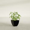 Lima Small Tapered Square Fiberglass Planter - 12 in x 12 in x 12 in - Gloss Black - Gloss Black,12 in x 12 in x 12 in