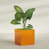 Montroy Extra Large Cube Square Fiberglass Planter - 48 in x 48 in x 48 in - Gloss Tangerine - Gloss Tangerine,48 in x 48 in x 48 in
