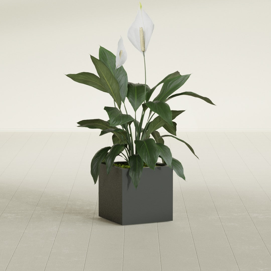 Montroy Small Cube Square Fiberglass Planter - 16 in x 16 in x 16 in - Matte Charcoal - Matte Charcoal,16 in x 16 in x 16 in