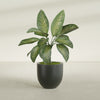 Alzira Medium Round Fiberglass Planter - 23 in x 23 in x 22 in - Matte Charcoal - Matte Charcoal,23 in x 23 in x 22 in