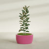 Casablanca Large Round Low Bowl Fiberglass Planter - 30 in x 30 in x 15 in - Gloss Pink Violet - Gloss Pink Violet,30 in x 30 in x 15 in