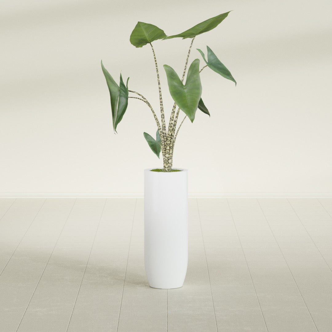 Saint Tropez Large Tall Round Fiberglass Planter - 12 in x 12 in x 32 in - Matte White - Matte White,12 in x 12 in x 32 in