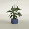 Montroy Small Cube Square Fiberglass Planter - 12 in x 12 in x 12 in - Matte Cobalt Blue - Matte Cobalt Blue,12 in x 12 in x 12 in