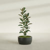 Casablanca Medium Round Low Bowl Fiberglass Planter - 24 in x 24 in x 12 in - Matte Charcoal - Matte Charcoal,24 in x 24 in x 12 in