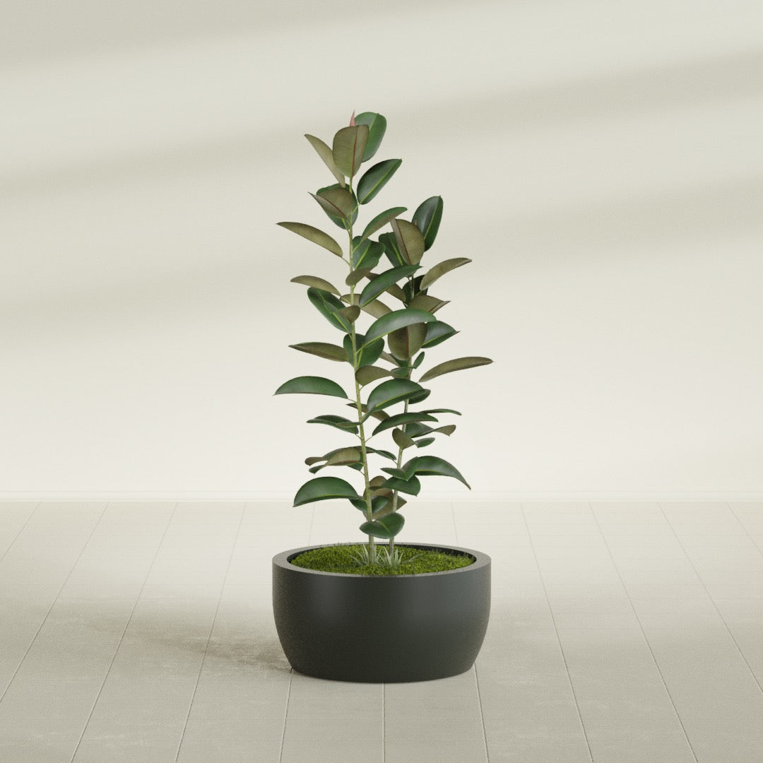 Casablanca Medium Round Low Bowl Fiberglass Planter - 24 in x 24 in x 12 in - Matte Charcoal - Matte Charcoal,24 in x 24 in x 12 in