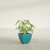 Lima Small Tapered Square Fiberglass Planter - 12 in x 12 in x 12 in - Satin Sea Foam - Satin Sea Foam,12 in x 12 in x 12 in