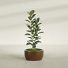Casablanca Medium Round Low Bowl Fiberglass Planter - 24 in x 24 in x 12 in - Metallic Bronze - Metallic Bronze,24 in x 24 in x 12 in