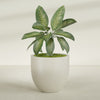 Alzira Large Round Fiberglass Planter - 36 in x 36 in x 34 in - Satin Beige - Satin Beige,36 in x 36 in x 34 in
