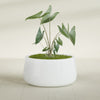 Short Hayden Medium Round Fiberglass Planter - 20 in x 20 in x 10 in - Matte White - Matte White,20 in x 20 in x 10 in