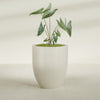 Valencia Large Round Fiberglass Planter - 27 in x 27 in x 31 in - Satin Beige - Satin Beige,27 in x 27 in x 31 in