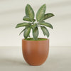 Alzira Large Round Fiberglass Planter - 36 in x 36 in x 34 in - Matte Terracotta - Matte Terracotta,36 in x 36 in x 34 in