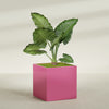Montroy Extra Large Cube Square Fiberglass Planter - 48 in x 48 in x 48 in - Gloss Pink Violet - Gloss Pink Violet,48 in x 48 in x 48 in