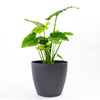 Harrison Small Round Plastic Planter - 15 in x 15 in x 13.5 in - Charcoal Metallic - Charcoal Metallic,15 in x 15 in x 13.5 in