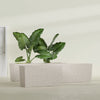 Tapered Rectangle - 48in x 12in x 18in - StoneLight - Pearlstone - StoneLight - Pearlstone,48 in x 12 in x 18 in