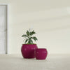 Fishbowl Small Round Fiberglass Planter - 16 in x 16 in x 14 in - Gloss Eggplant - Gloss Eggplant,16 in x 16 in x 14 in