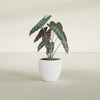 Wannsee Medium Round Fiberglass Planter - 22 in x 22 in x 19 in - Matte White - Matte White,22 in x 22 in x 19 in