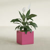 Montroy Medium Cube Square Fiberglass Planter - 20 in x 20 in x 20 in - Gloss Pink Violet - Gloss Pink Violet,20 in x 20 in x 20 in