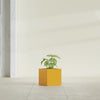 Monaco Square - 7in x 7in x 7 - Gloss Saffron - Gloss Saffron,7 in x 7 in x 7 in