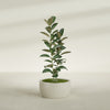 Casablanca Medium Round Low Bowl Fiberglass Planter - 24 in x 24 in x 12 in - Satin Beige - Satin Beige,24 in x 24 in x 12 in