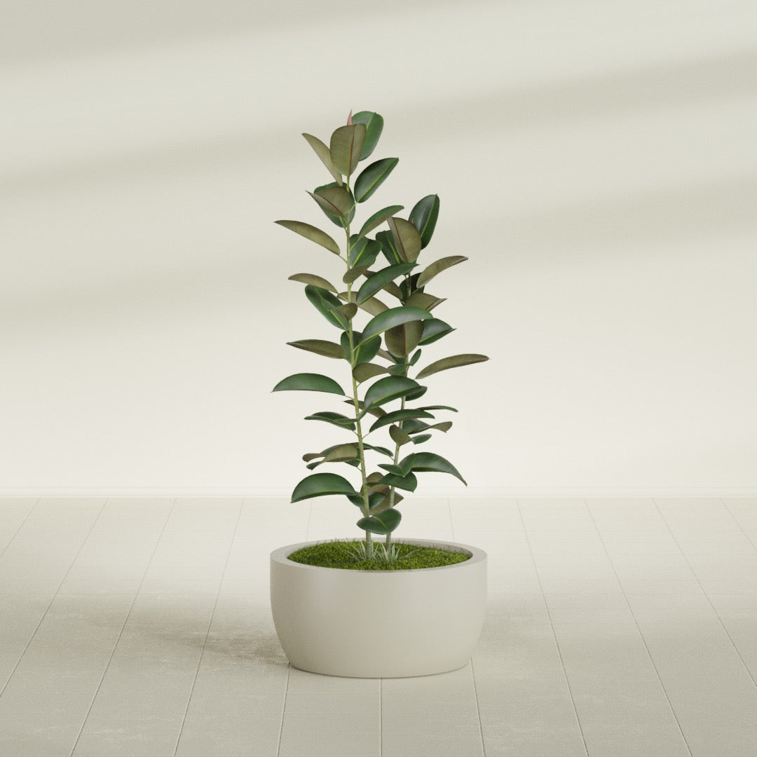 Casablanca Medium Round Low Bowl Fiberglass Planter - 24 in x 24 in x 12 in - Satin Beige - Satin Beige,24 in x 24 in x 12 in