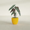 Wannsee Medium Round Fiberglass Planter - 22 in x 22 in x 19 in - Gloss Saffron - Gloss Saffron,22 in x 22 in x 19 in