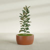 Casablanca Large Round Low Bowl Fiberglass Planter - 30 in x 30 in x 15 in - Matte Terracotta - Matte Terracotta,30 in x 30 in x 15 in