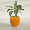 Alzira Large Round Fiberglass Planter - 30 in x 30 in x 28 in - Gloss Tangerine - Gloss Tangerine,30 in x 30 in x 28 in