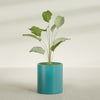 Rio Grande Medium Round Fiberglass Planter - 18 in x 18 in x 20 in - Satin Sea Foam - Satin Sea Foam,18 in x 18 in x 20 in