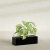 Reade Small Tabletop Rectangle Fiberglass Planter - 14 in x 5 in x 4.3 in - Gloss Black - Gloss Black,14 in x 5 in x 4.3 in