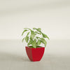 Lima Small Tapered Square Fiberglass Planter - 12 in x 12 in x 12 in - Gloss Red - Gloss Red,12 in x 12 in x 12 in